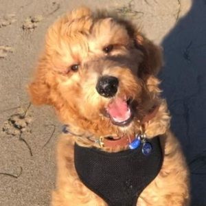 Meet your Posher, Linda